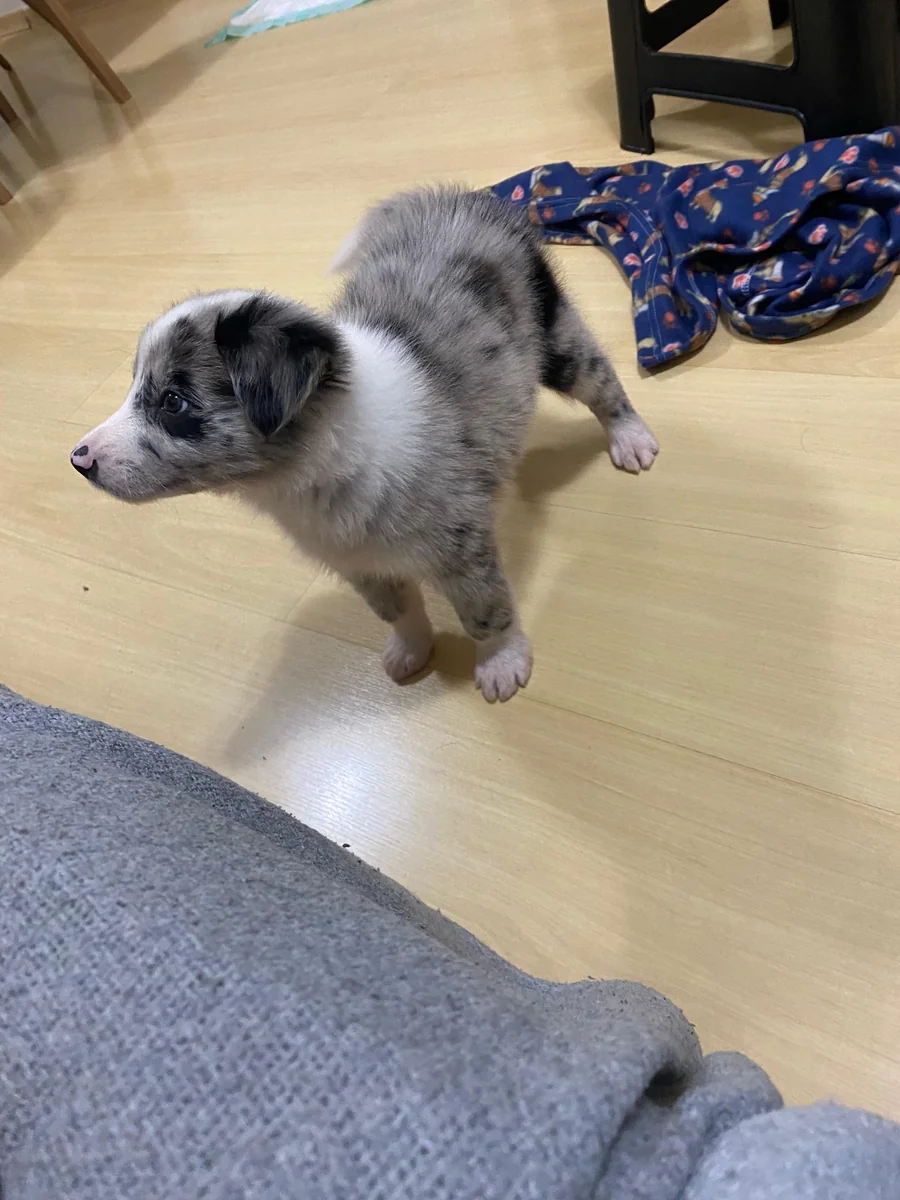 Ragnar filhote de Border Collie