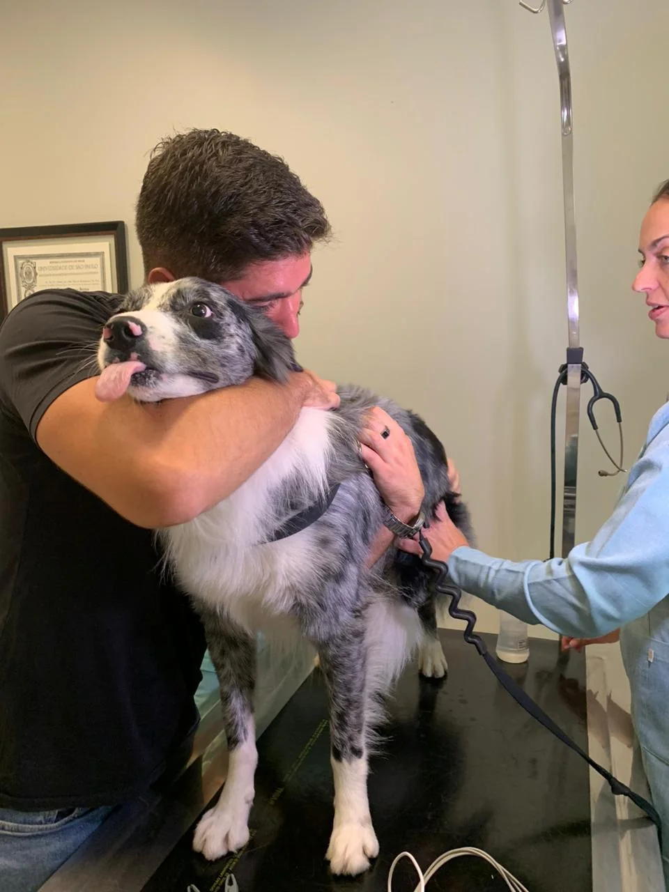 Ragnar Border Collie filhote primeiros cuidados