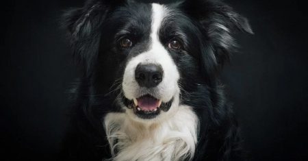 Evolução do Border Collie: Da Origem Rústica à Excelência Global