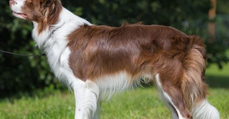 A beleza singular do border collie marrom: Cuidados, Personalidades e Curiosidades