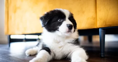 Border Collie filhote: como escolher, preparar a casa e os primeiros cuidados