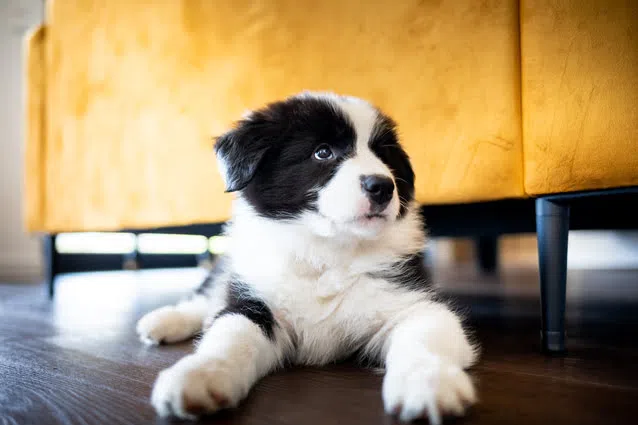 border collie