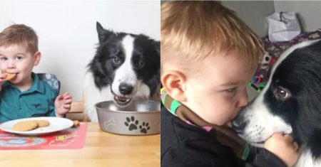 Vivendo com um Border Collie: Dicas com Crianças, em Apartamento e como Cão de Trabalho