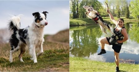 Truques Avançados para Border Collie – Guia Completo