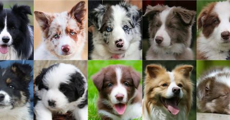 Cores do Border Collie: Guia Completo