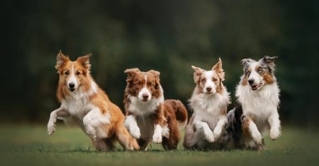 Estrelas Caninas: Os Border Collies Mais Famosos do Mundo