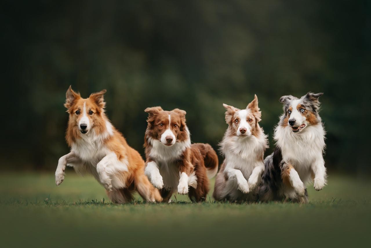 caracteristicas-fisicas-do-border-collie