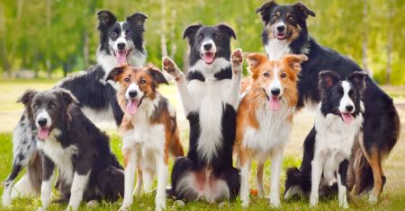 Características do Border Collie: Pelagem, Cor, Tamanho e Comportamento