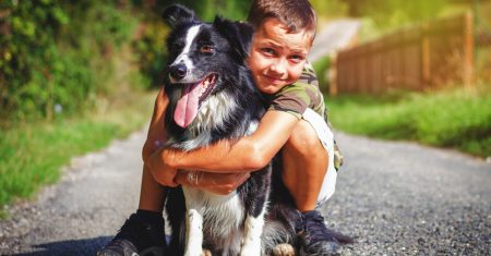 Border Collies e Crianças – Tudo o que Você Precisa Saber