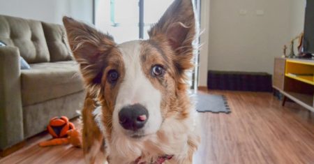 Vivendo com um Border Collie: Dicas com Crianças, em Apartamento e como Cão de Trabalho