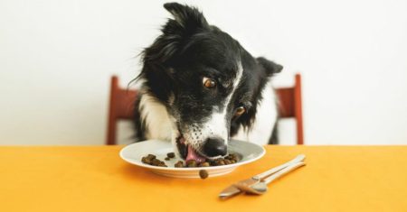 Alimentos Proibidos para Border Collie: O Que Seu Cachorro Não Pode Comer