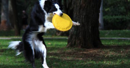 Atividades para Border Collies: Esportes, Jogos e Estímulo Mental