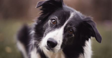 Fundamentos da Convivência: Dominando Comandos, Socialização e Linguagem Corporal com seu Border Collie