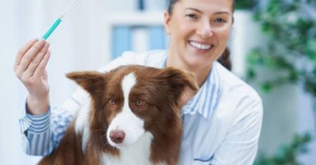 Vacinas para Border Collie – Guia Completo