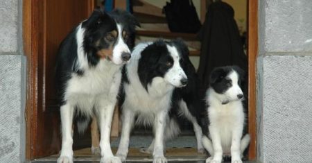 Cuidados Essenciais para o Border Collie: Guia Completo