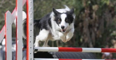 Guia Completo sobre Treinamento e Comportamento de Border Collie