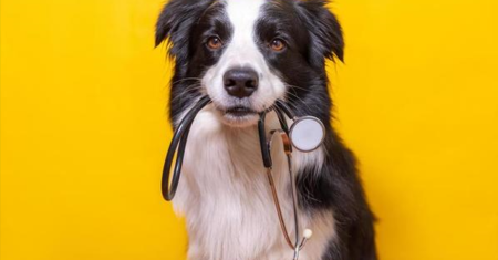 Guia Completo de cuidados indispensáveis para raça Border Collie