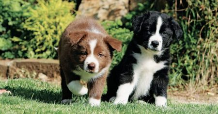 Quanto custa um border collie? Análise completa de preços de filhotes e adultos