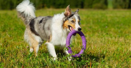 Guia Completo de Saúde e Bem-Estar para Border Collies