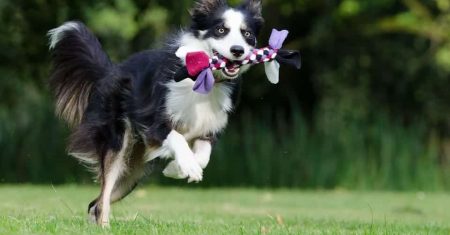 Atividades Mentais para Border Collie – Guia Completo