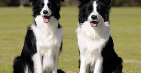 Diálogo Silencioso: Compreendendo a Linguagem Corporal do Border Collie