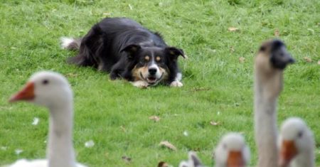 Além do Pastoreio: Descubra a Linhagem de Trabalho dos Border Collies