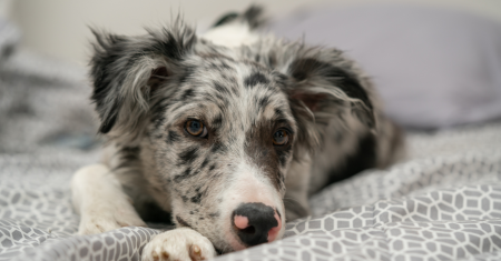 Como Solucionar os Problemas de Comportamento em Border Collies – Guia Completo