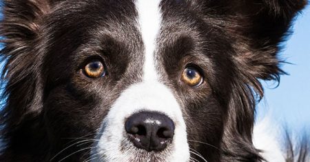 Curiosidades sobre Border Collie: Entre Lendas e Realidades