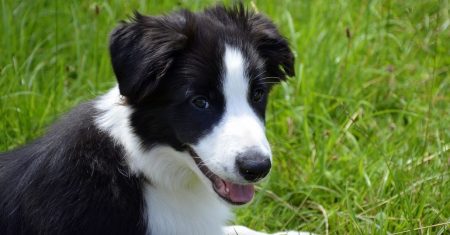 Como Cuidar do Pelo do Border Collie: Guia Completo