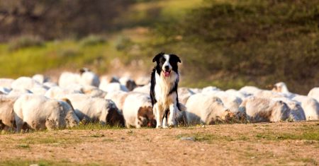 Border Collie: Pastoreio com Instinto e Inteligência – Guia Completo