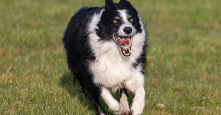 Cães de Pastoreio a Ícones Culturais: O Impacto Histórico dos Border Collies