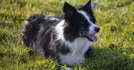 Cuidados Sazonais para Border Collie: Um Guia para Todas as Estações