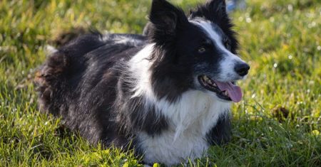 Brincadeiras para Border Collie: Guia Completo