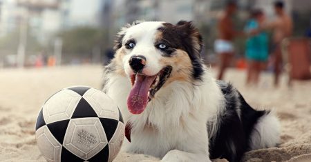 Esportes Caninos para Border Collie – Guia Completo