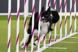 Guia Completo sobre Agility para Border Collies: Técnicas e Dicas