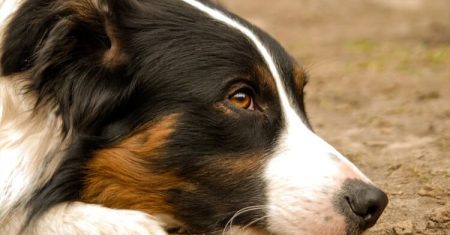 Guia Completo sobre Estilo de Vida e Atividades para Border Collie