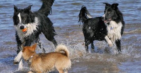 Como Socializar um Border Collie – Guia Completo