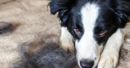 A Beleza e Complexidade da Pelagem do Border Collie