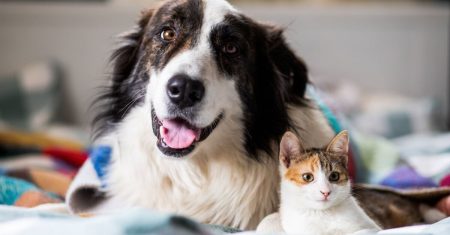 Primeiros Socorros para Border Collie – Guia Completo