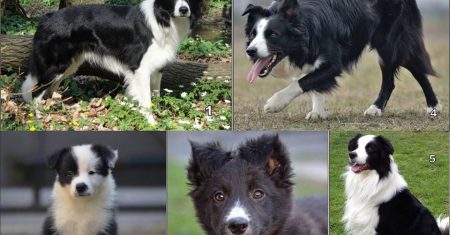 Border Collie Misturado: O Guia Completo sobre Cruzamentos Populares