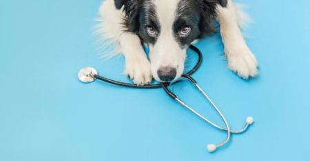 Guia Completo Sobre Doenças Comuns em Border Collies e Como Prevenir