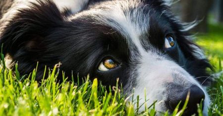 A Origem do Border Collie: Raízes Históricas e Evolução