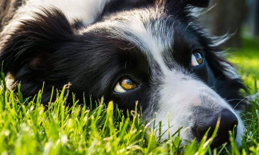 Border Collie em paisagem escocesa