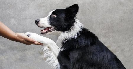 Como adestrar um Border Collie fácil