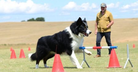 Treinamento de Border Collies para Competição de Obediência