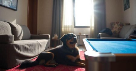 Dicas de adestramento de cães em apartamentos fáceis