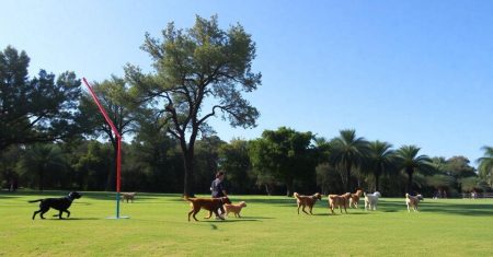 Como implementar treinos de Agility para dogs