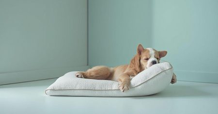 paleta de cores calmantes para cães idosos