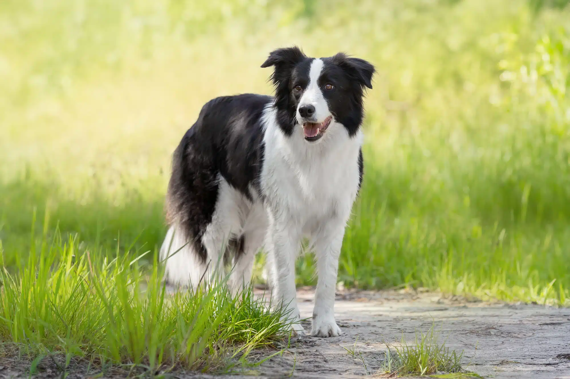 Border Collie adulto saudável e feliz - Vale a pena adotar