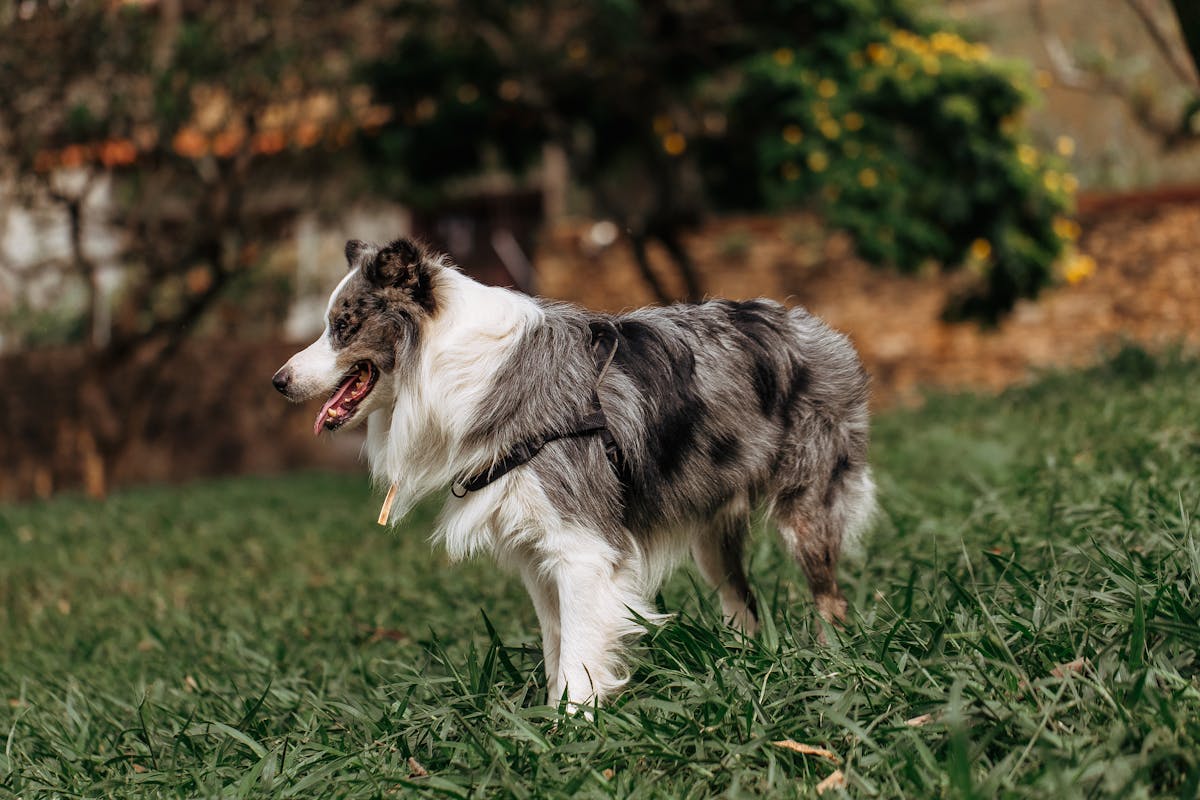 Border Collie Blue Merle - Preço e cores raras 2026